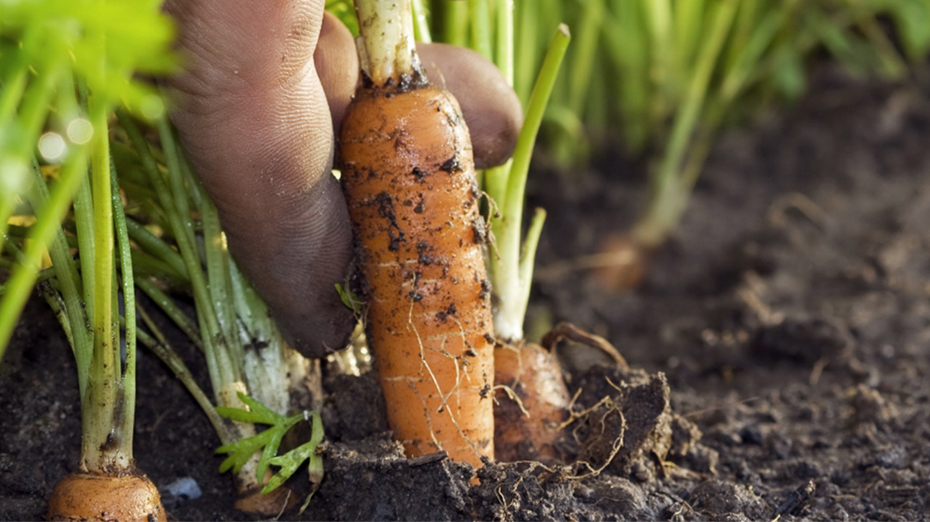 HortiHub Nyhetsbild