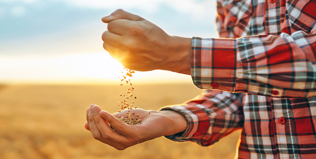 Farmers hands pour grain into field from hand to hand. Agriculture, gardening or ecology concept.
