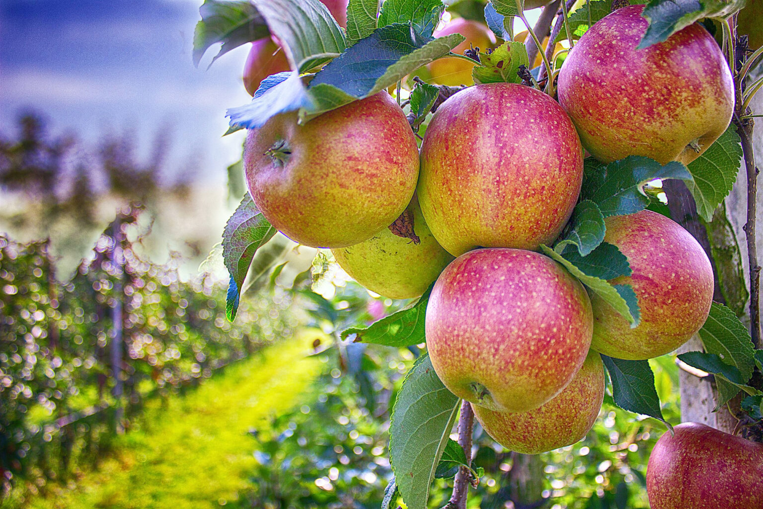 Marcoroosink apples